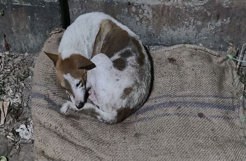 সংগৃহীত ছবি