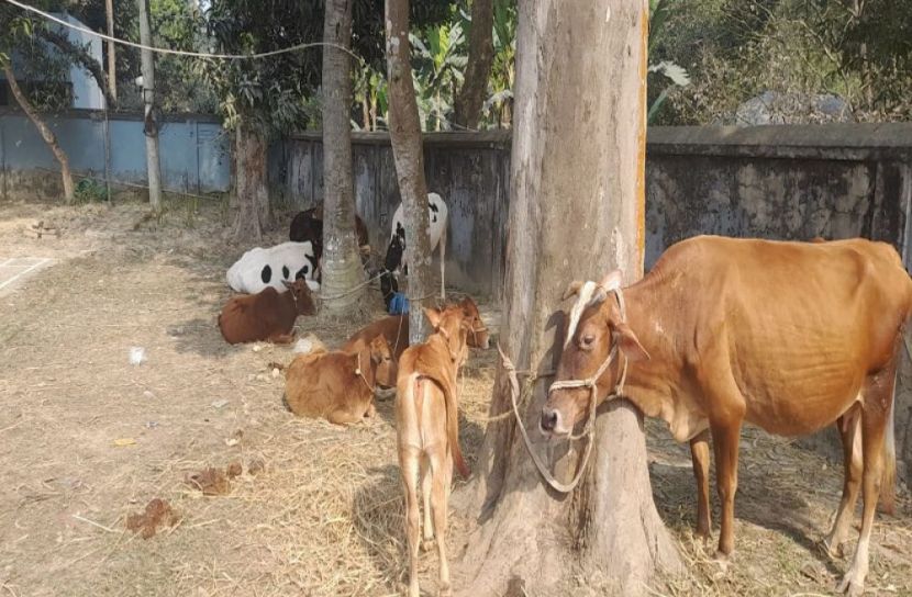 সংগৃহীত ছবি