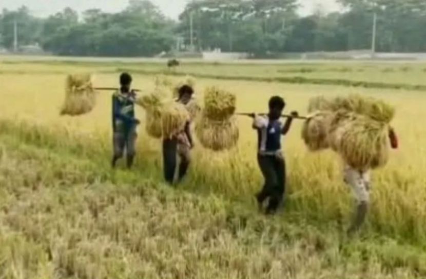 হাকালুকি হাওরে ধান কাটার মহোৎসব