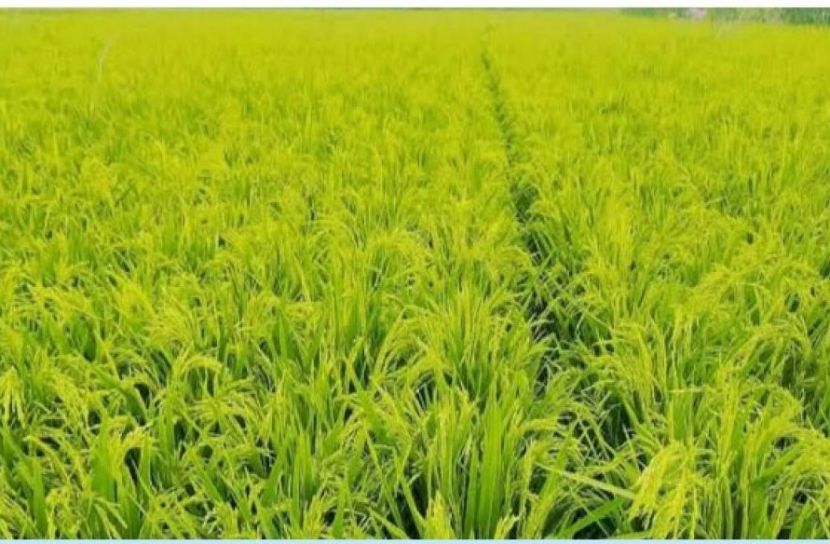 কটিয়াদী( কিশোরগঞ্জ) প্রতিনিধি