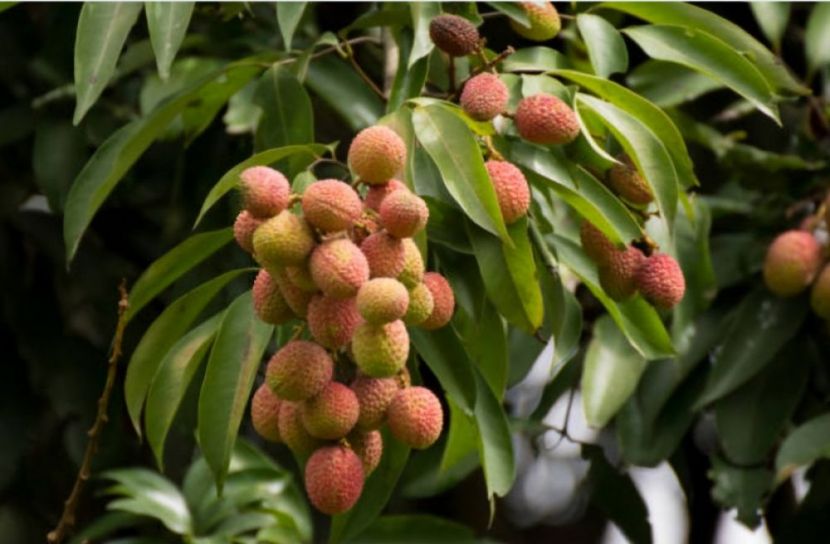 নারায়ণগঞ্জ প্রতিনিধি