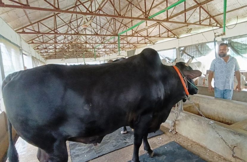 ব্রাহ্মণবাড়িয়া প্রতিনিধি