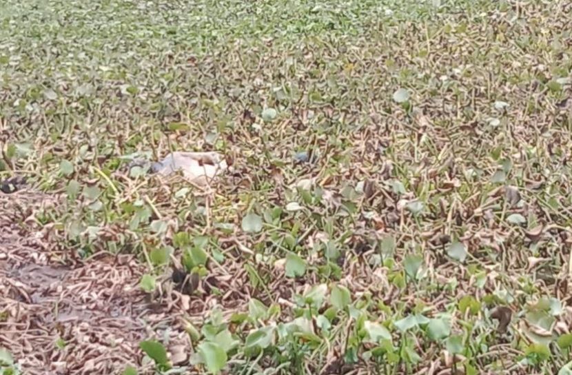 রাজবাড়ী প্রতিনিধি