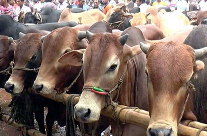 দিনাজপুর প্রতিনিধি