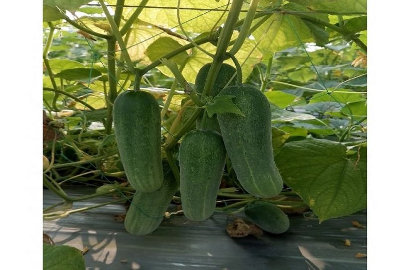 লাখ টাকা বিক্রির স্বপ্ন দেখছেন মানিক