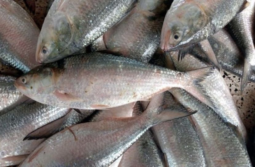 সুন্দরবনের উপকূলে ইলিশের সুবাস