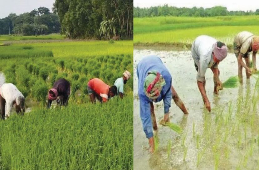 সুন্দরবন উপকূলে জলাবদ্ধতা  পরবর্তী আমন বীজপাতা কিনে ঘুরে দাঁড়াতে ব্যস্ত