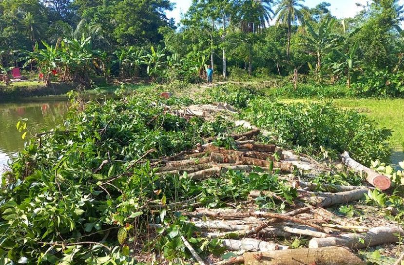 মুক্তিযোদ্ধার শতাধিক গাছ কাটা: আদালাতের আদেশ অমান্য