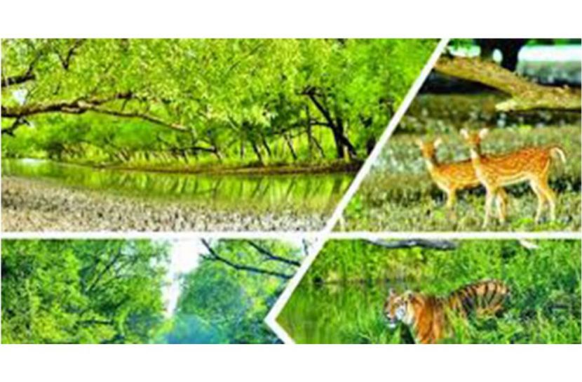 সৌন্দর্যের লীলাভূমি ম্যানগ্রোভ সুন্দরবন