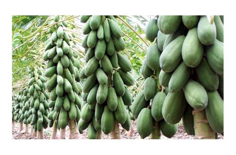 বাগেরহাটে পেঁপে চাষে কৃষকের ভাগ্য বদল