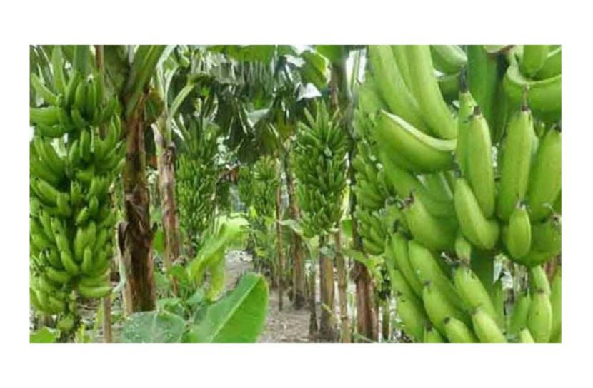 বাগেরহাটের কলার বাম্পার ফলন