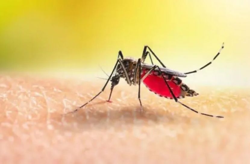 সংগৃহীত