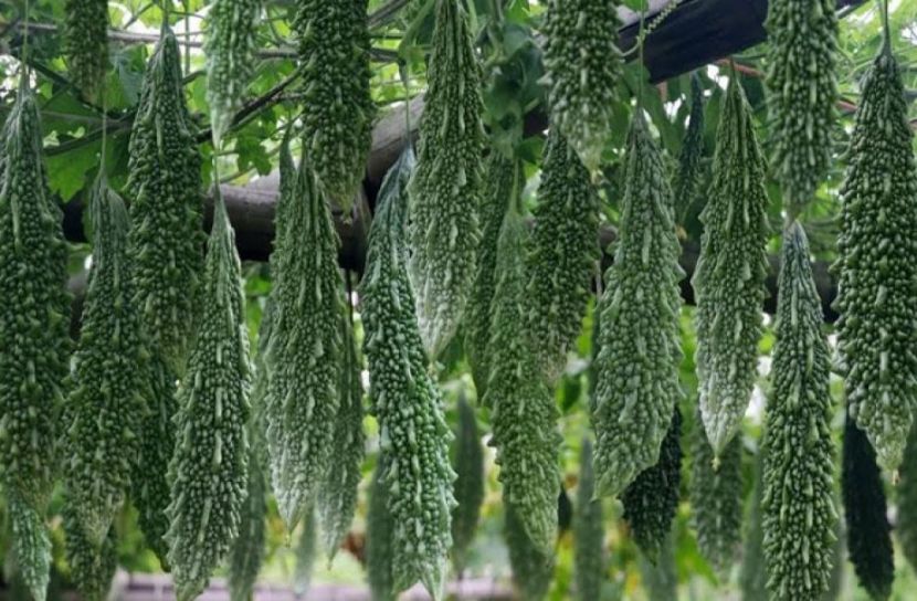 সান নিউজ