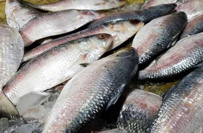 সংগৃহীত