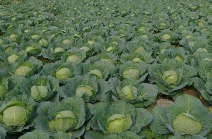 ছবি: সান নিউজ