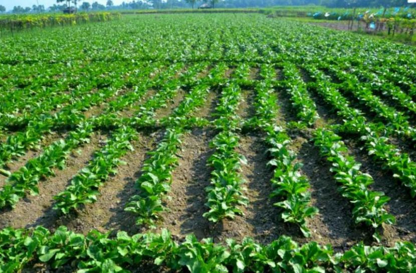 ছবি: সান নিউজ