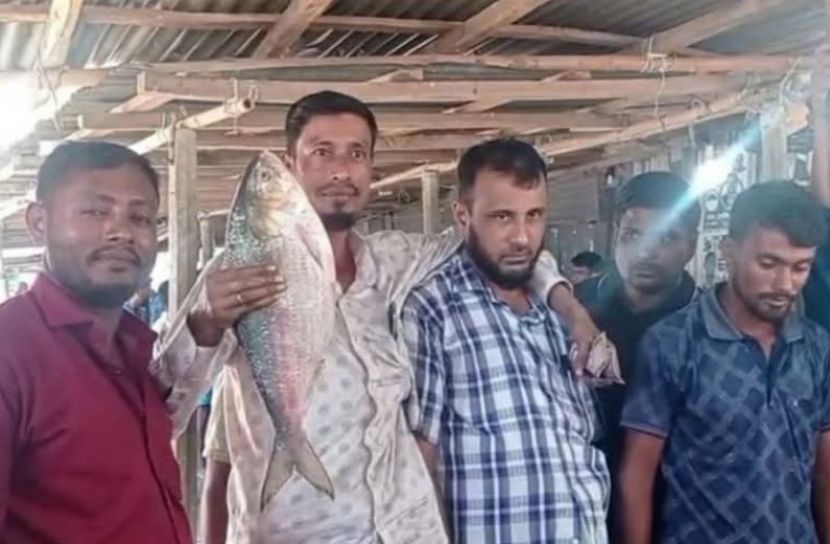 কমলনগরে জেলের জালে আড়াই কেজির ইলিশ, ৯ হাজারে বিক্রি