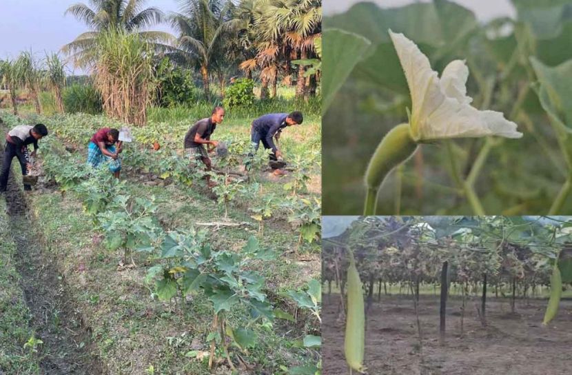 মাদারীপুরে আগাম শীতকালীন সবজি ফলাতে ব্যস্ত চাষীরা