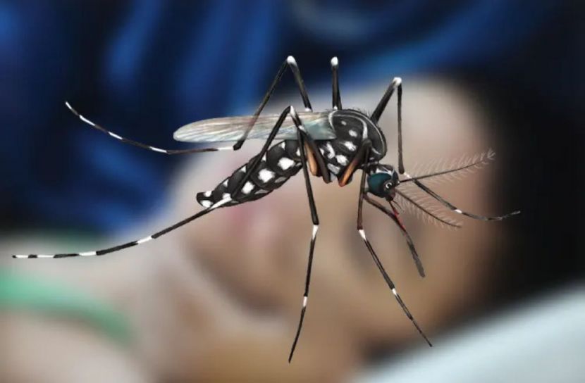 একদিনে ৬ মৃত্যু, হাসপাতালে ভর্তি ৯৮৩: ডেঙ্গু প্রাদুর্ভাব ভয়াবহ