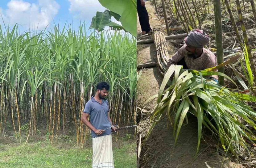 কম খরচে বেশি লাভ, মাদারীপুরে আখ চাষে কৃষকদের আগ্রহ বাড়ছে