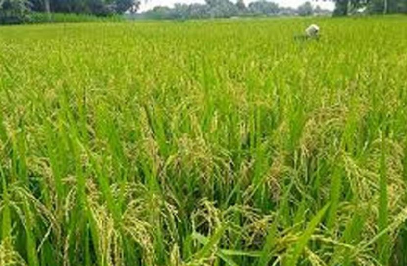 ফুলবাড়ীতে আমন ধানের বাম্পার ফলন