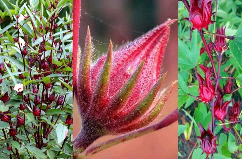 ছবি: সান নিউজ