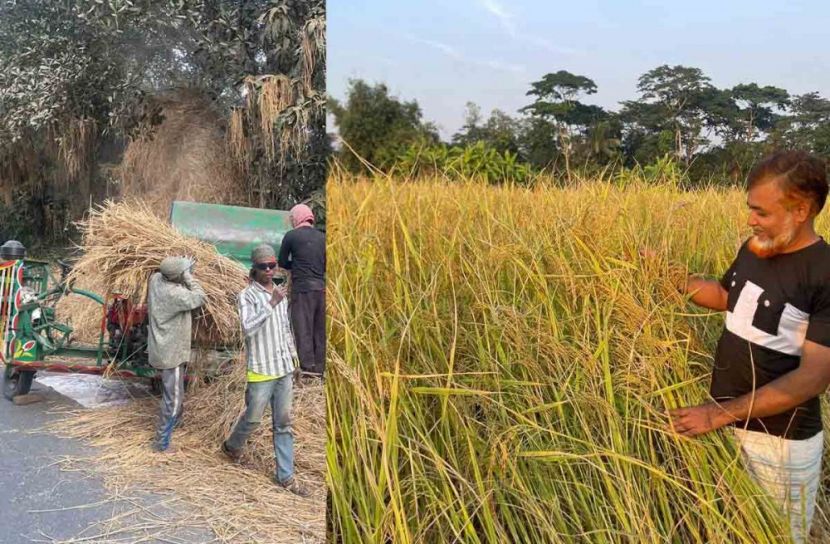 মাদারীপুরে আমন ধানের বাম্পার ফলন