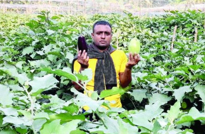 অন্যের জমি বর্গা নিয়ে বিষমুক্ত বেগুন চাষে কৃষক মুরাদের বাজিমাত