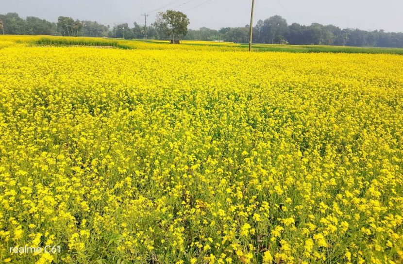 মাঠ জুড়ে সরিষার হলুদে রঙিন স্বপ্ন কৃষকের