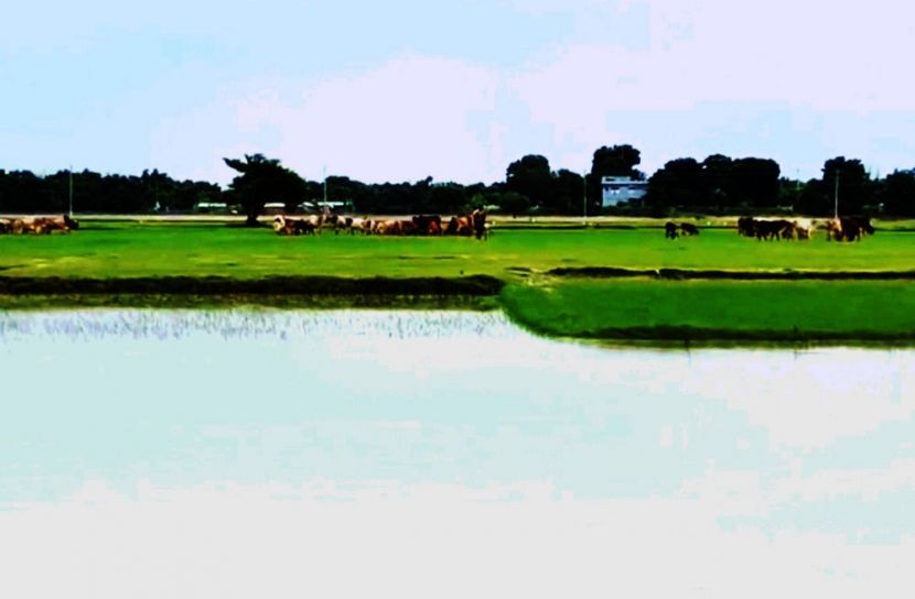 চাঁপাইনবাবগঞ্জে পদ্মা নদীতে গোসল করতে নেমে দুই শিশুর মৃত্যু