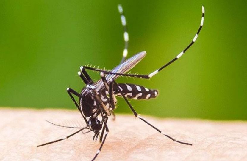 গত ২৪ ঘণ্টায় ডেঙ্গু আক্রান্ত হয়ে হাসপাতালে ৮৭