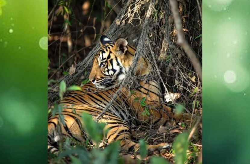 রয়েল বেঙ্গল টাইগারের গলায় স্যাটেলাইট কলার