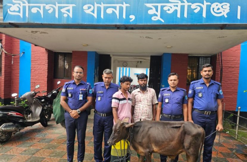 মুন্সীগঞ্জে চুরি হওয়া গরু উদ্ধার, গ্রেপ্তার ২ 