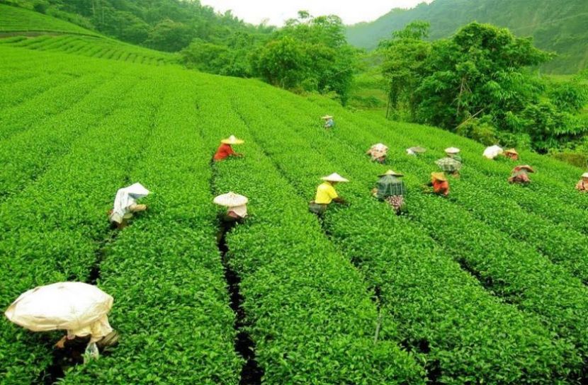 ছবি ; সংগৃহিত