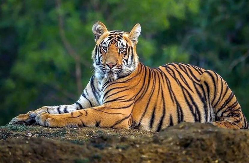 ১০ বছরে সুন্দরবনে বেড়েছে ১৯টি রয়েল বেঙ্গল টাইগার