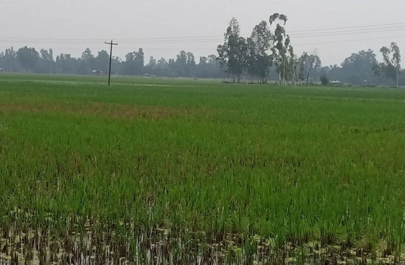 সুন্দরগঞ্জে জলাবদ্ধতা, অনিশ্চয়তায় ৫০০ হেক্টর জমির আমন ধান  