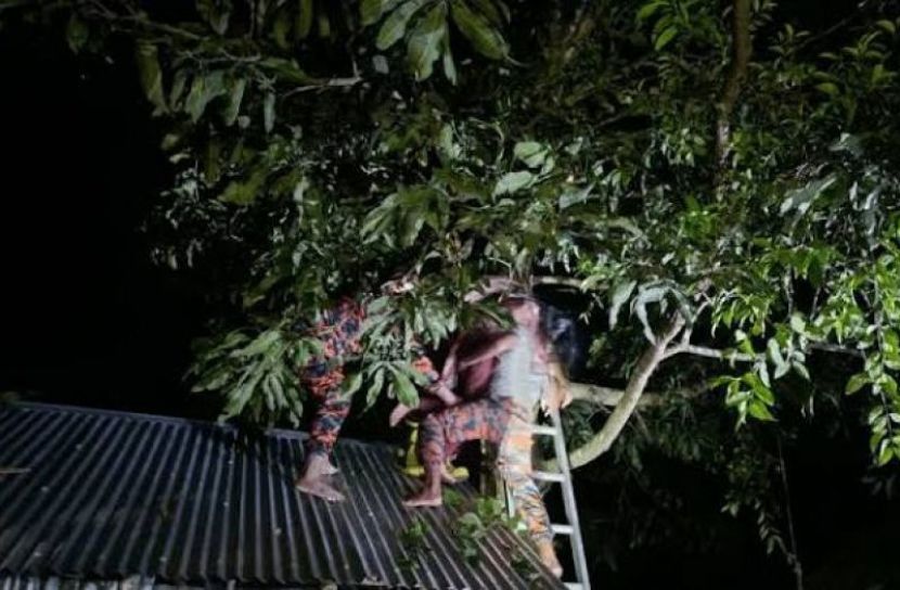 আমগাছের মগডালে অচেতন গৃহবধূ, উদ্ধার করল ফায়ার সার্ভিস