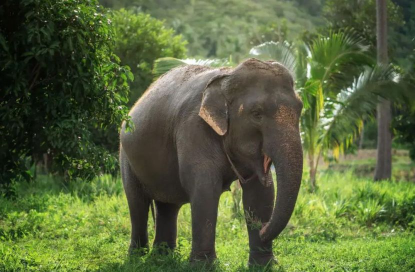 বিশ্ব হাতি দিবস আজ