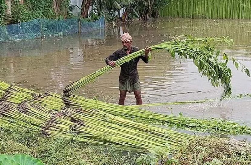 রাজবাড়ীতে পাটের দরপতন
