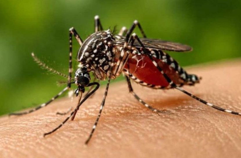 ডেঙ্গুতে আরও ২ মৃত্যু, নতুন ভর্তি ৬৭১