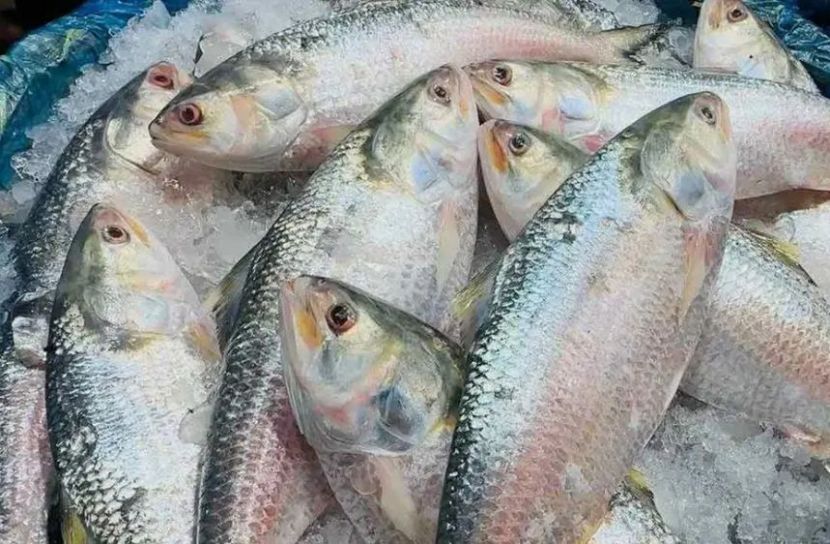 ভারত থেকে ইলিশ আমদানি বন্ধ করল বাংলাদেশ