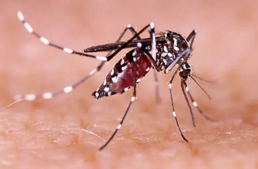 ডেঙ্গুতে চলতি বছরে প্রাণহানি বেড়ে ২৪৫