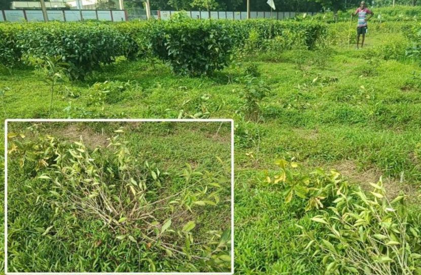 কুলাউড়ায় চা বাগানের শতাধিক চারা গাছ কর্তন করেছে দুর্বৃত্তরা