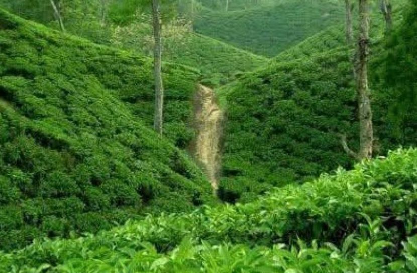 দুর্গাপূজায় চা শ্রমিকদের পূর্ণ উৎসব বোনাস না দেওয়ার অভিযোগ